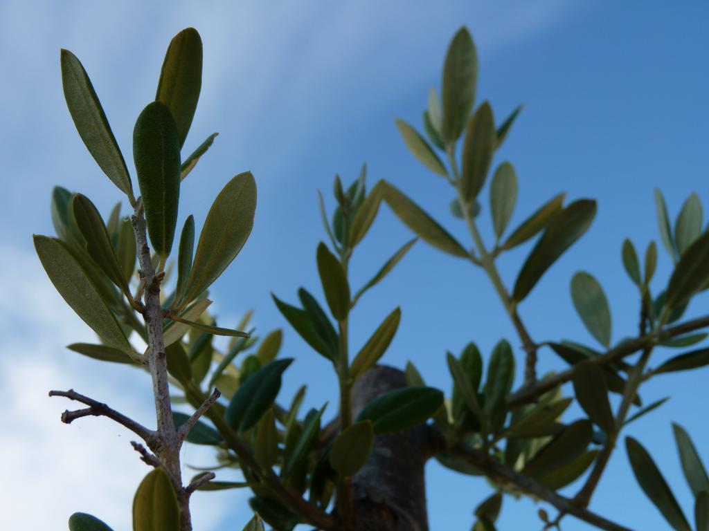 Casal Das Oliveiras Setúbal Kültér fotó